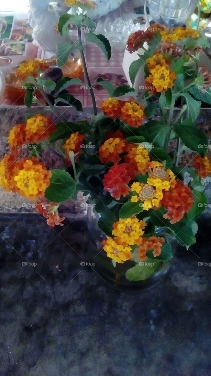 Lantana Flowers