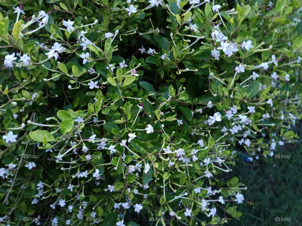 Those green and white flowers look so pretty growing together! It's like a natural work of art in full bloom. Nature sure knows how to paint a beautiful picture! ๐ผ๐