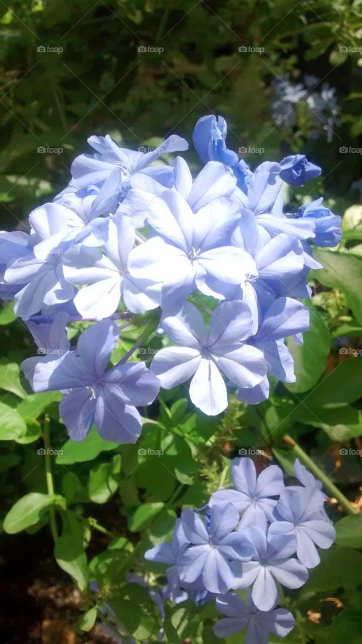 Blue flowers at Bryant Park. at park