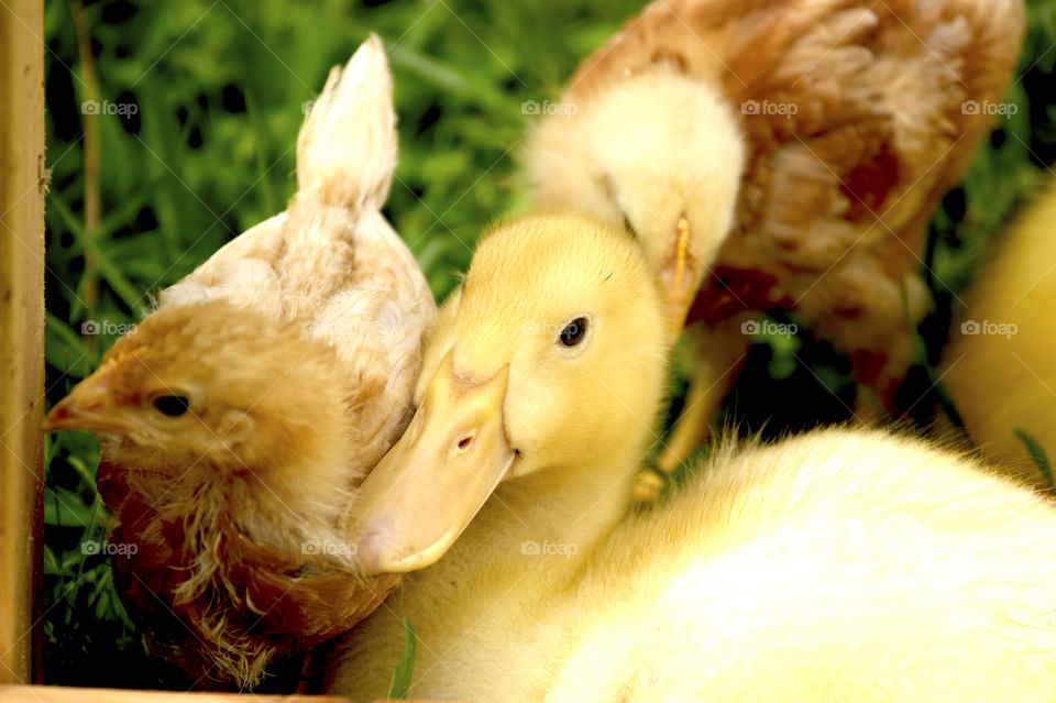 Close-up of duckling and chick