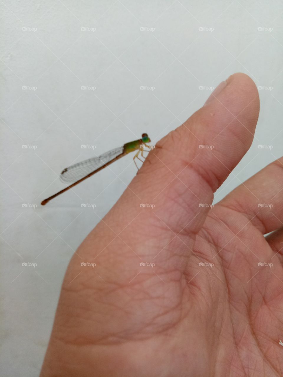 A Small Dragonfly