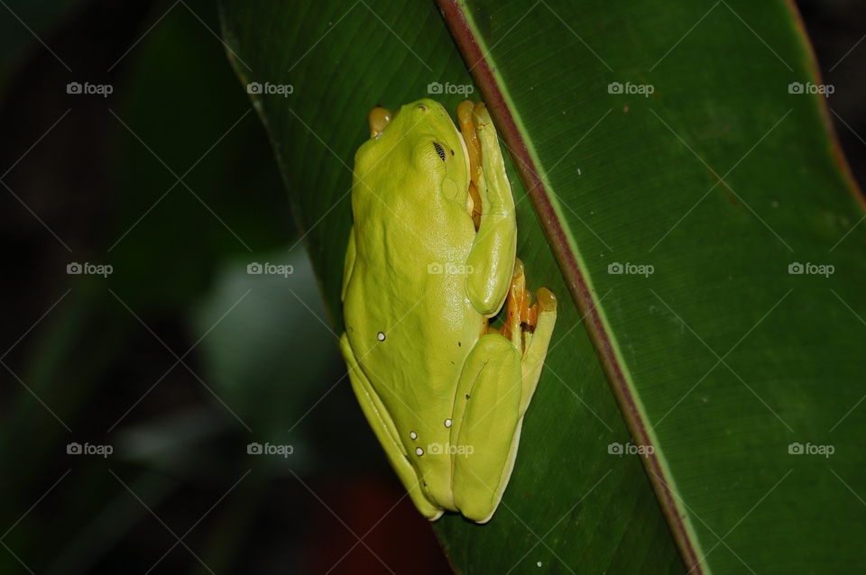 Tree Frog. Costa Rica Rainforest