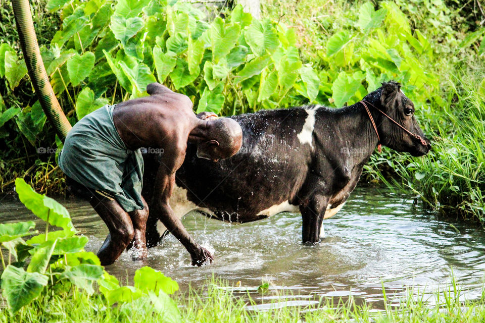 A story of farmer who is helping to bath his cow... #support agriculture #farmer