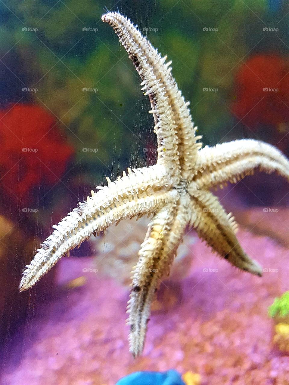 me star fish