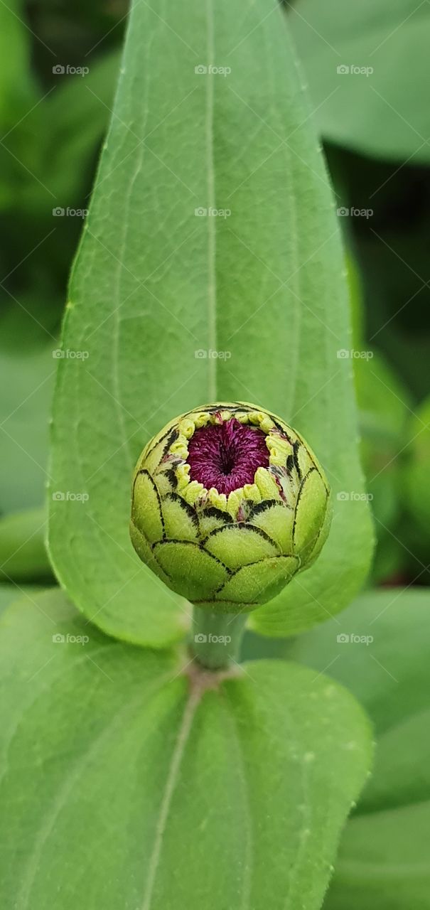 eye of flower