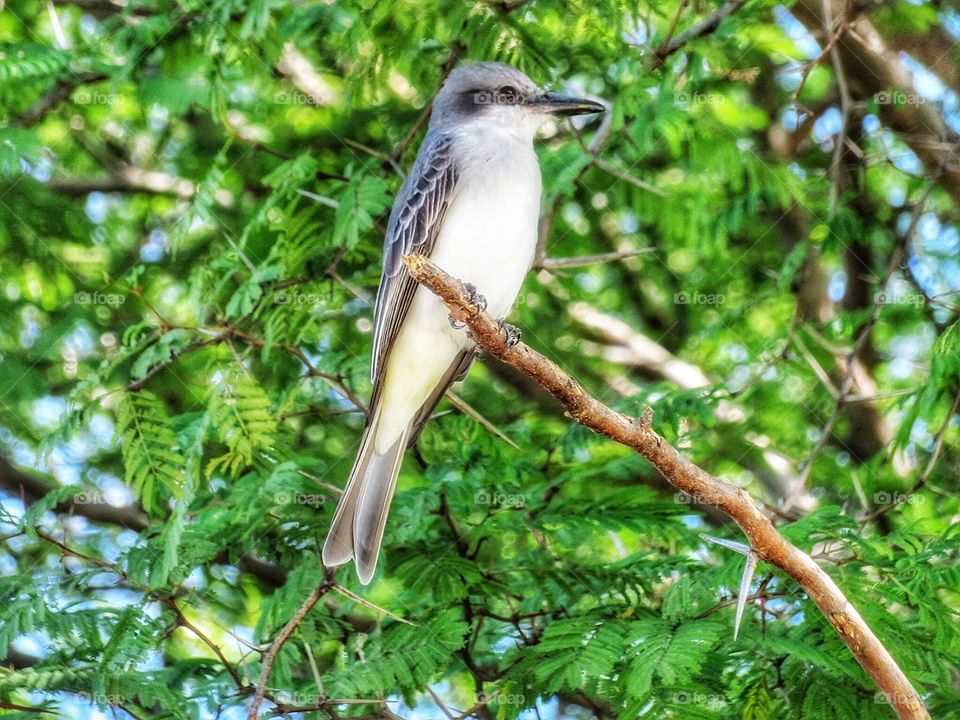 Antigua bird