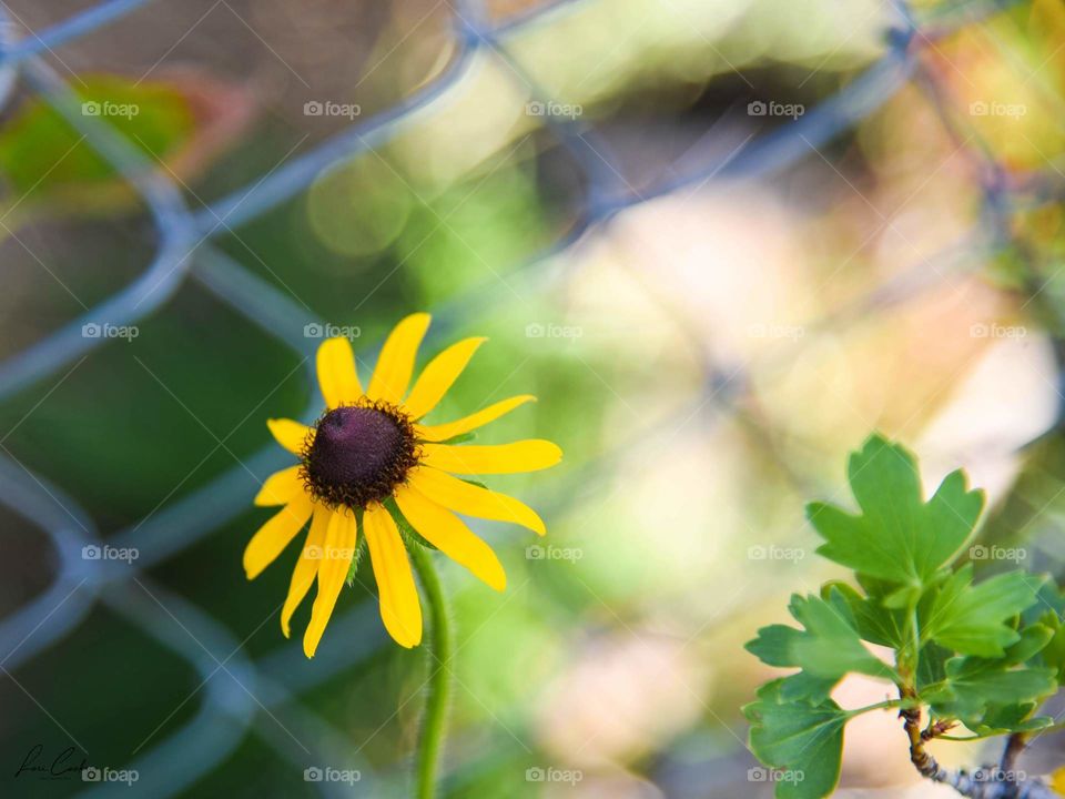 A Bright Sun In a Galaxy of Blur