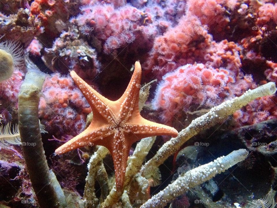 Sea star 