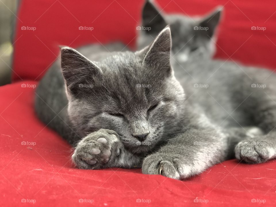 Two kittens snugging. 