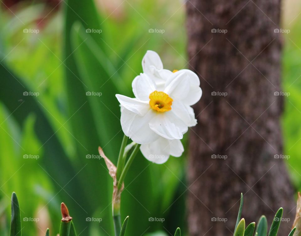 Jonquil or Daffodil