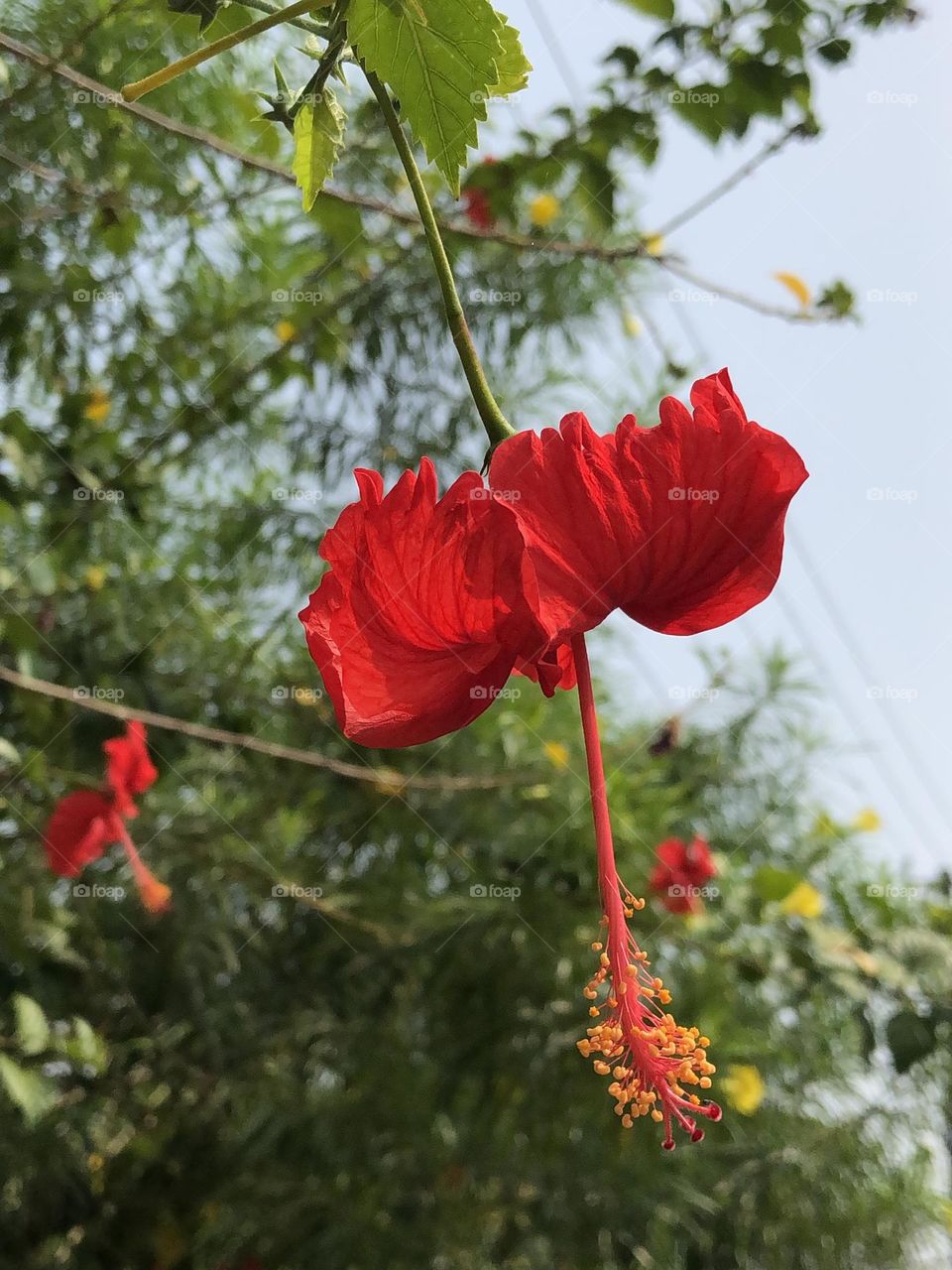 The natural Indian flowers be goodbye my phone with blood affect with my phone. this flower is Indian traditional flower, and the Malaysian national flower