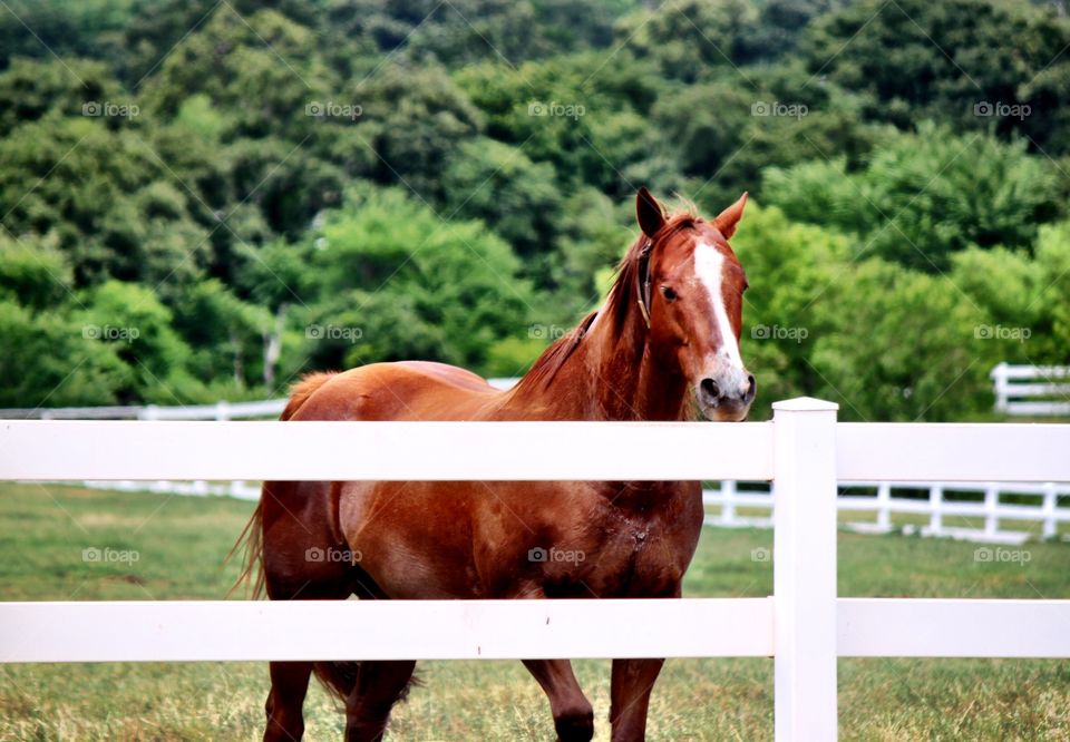 Close-up of horse in fence