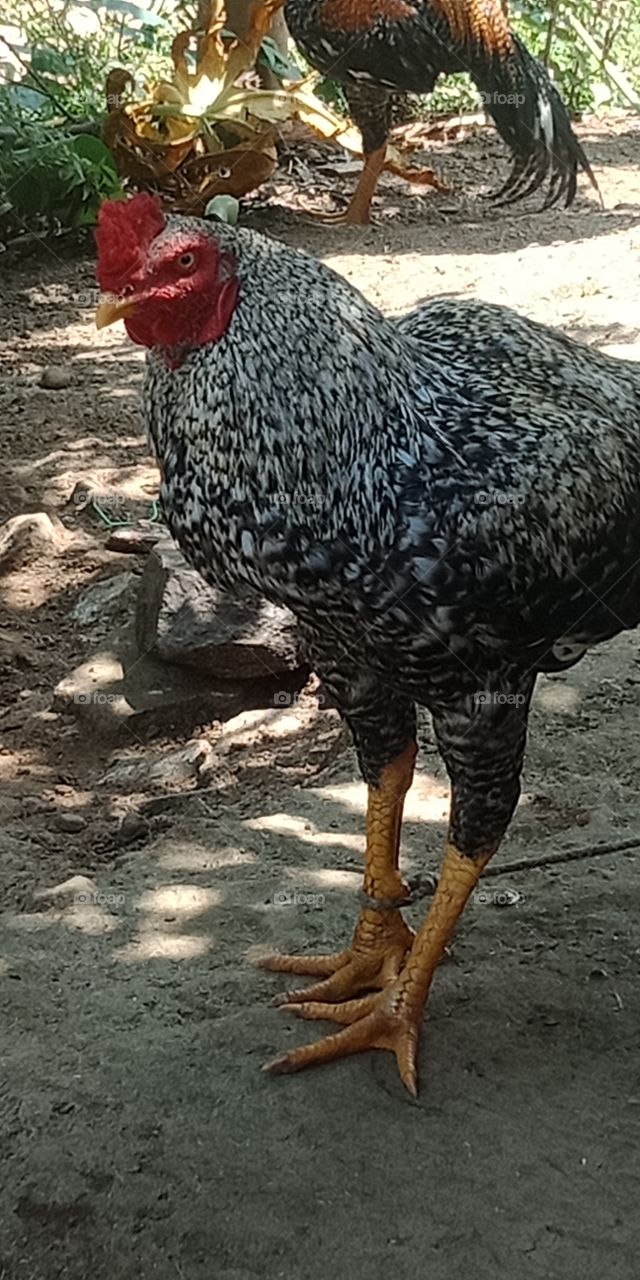 cock