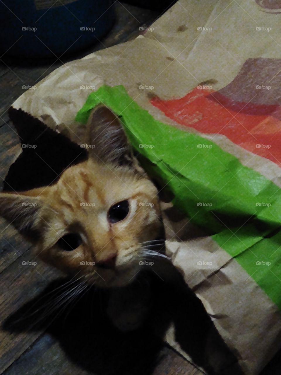 Kitten In A Bag