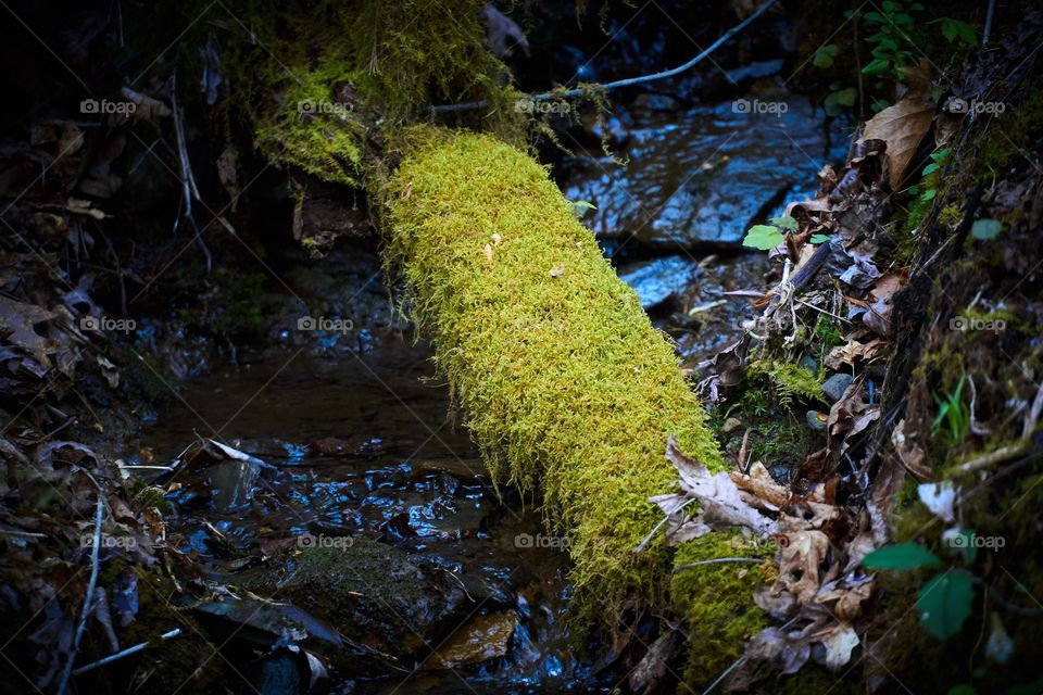 A mossy log