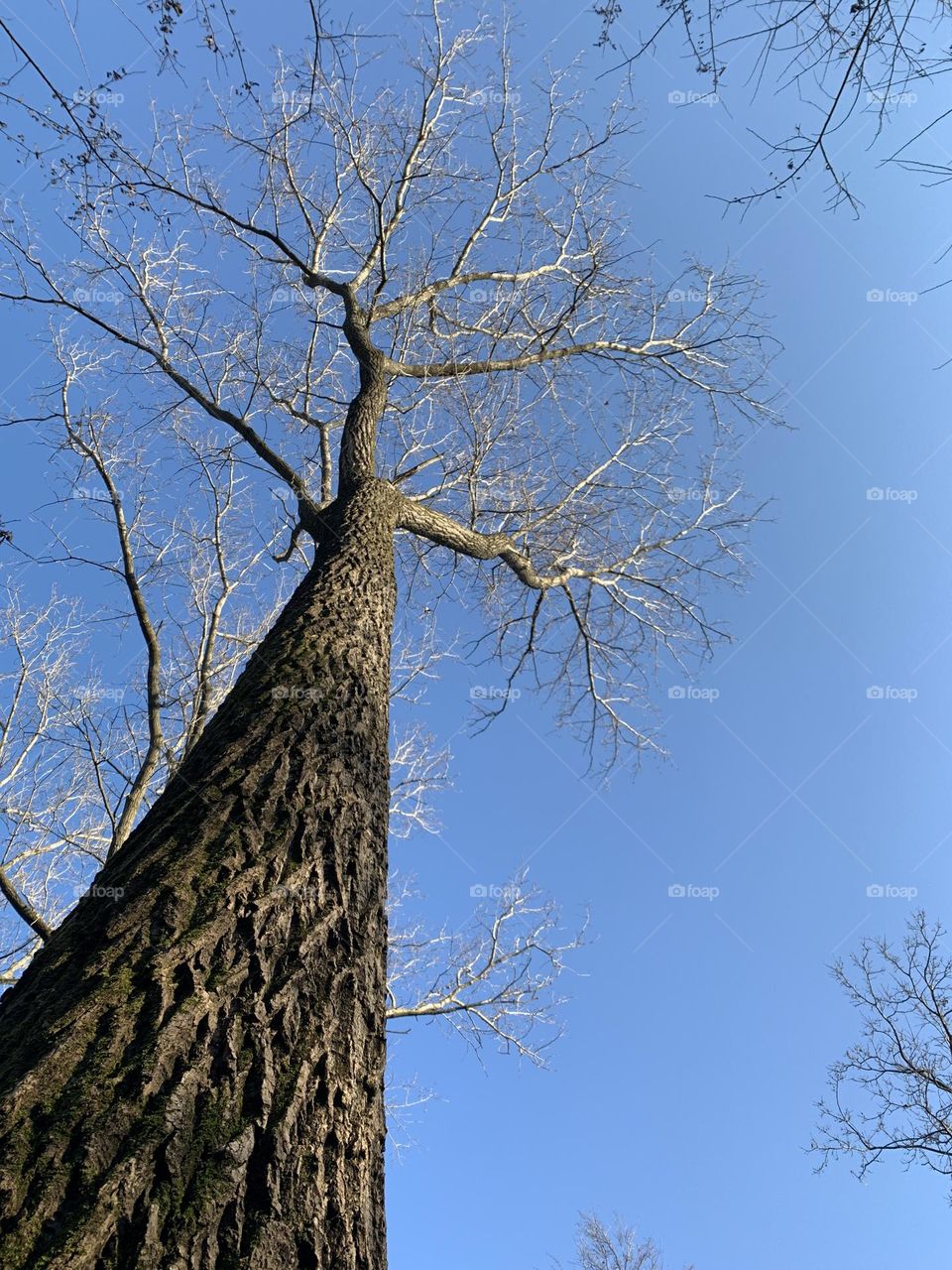 a magnificent specimen of oak in the winter season, taken from below in sunlight and silhouetted against a blue sky