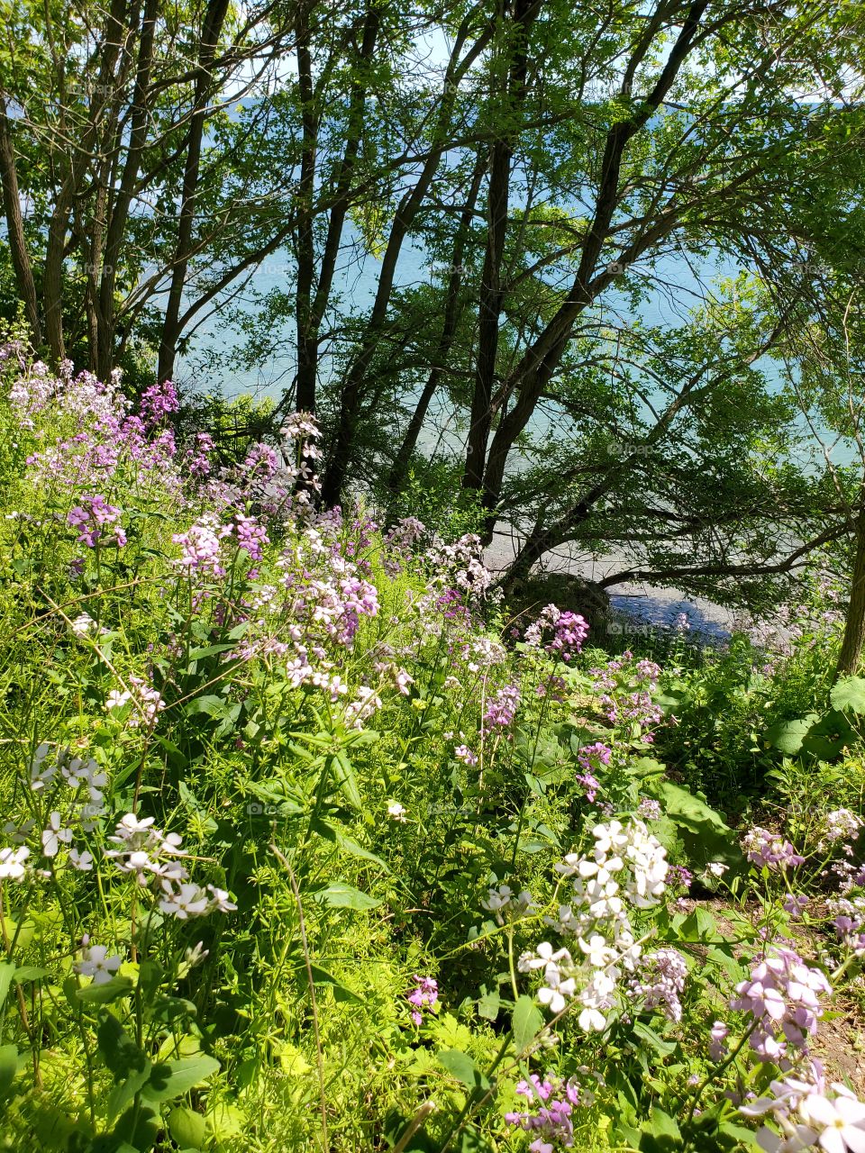 cliff descent to the beach is a floral experience