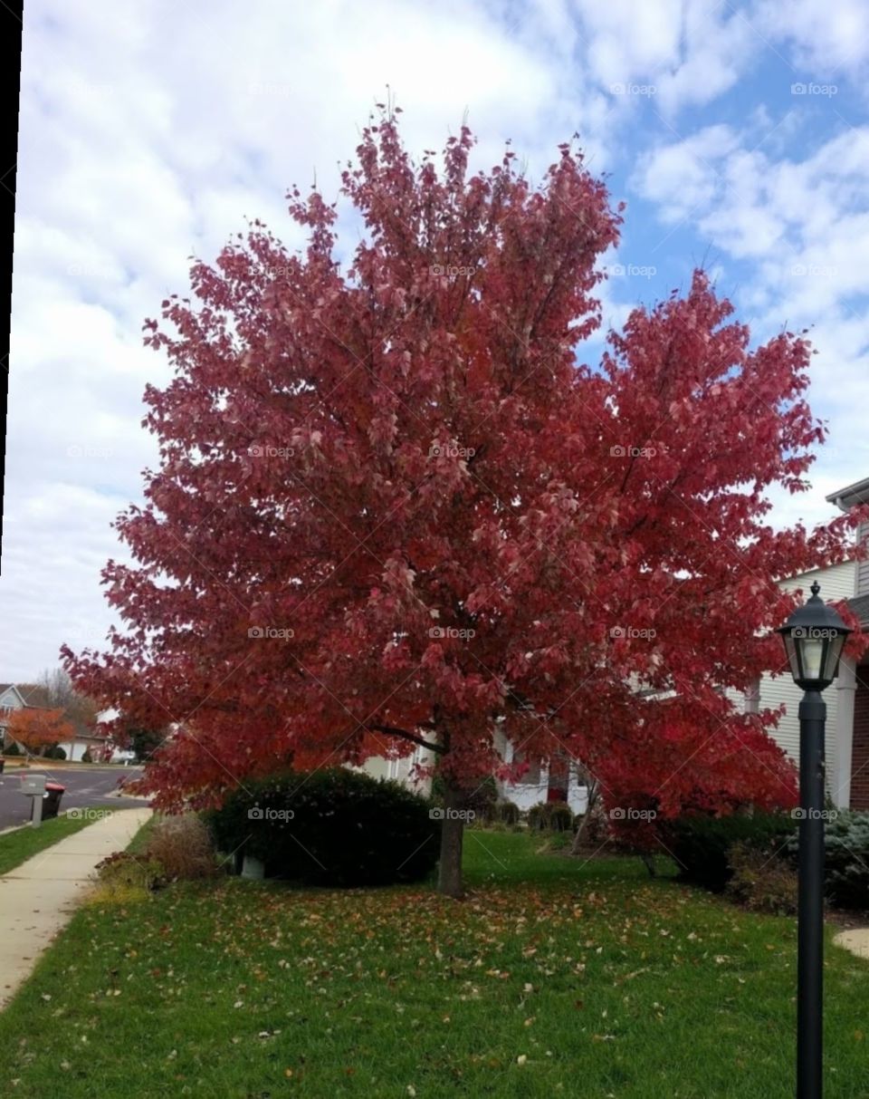 Colours of Autumn 🌹❤️👍❤️ Nature is so beautiful when colourful flowers and leaves all over ❤️❤️❤️