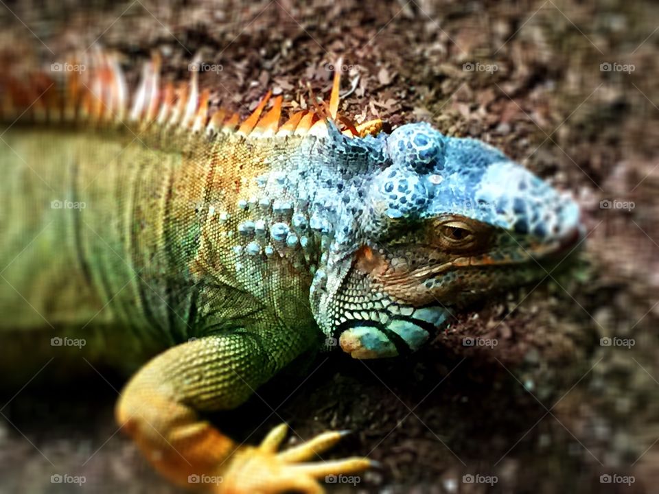 Iguana 