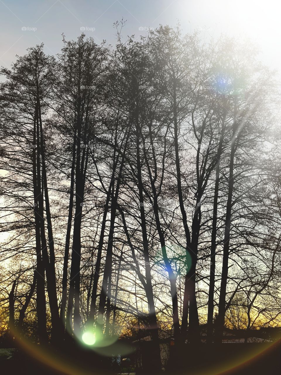 Large Trees in Sunset