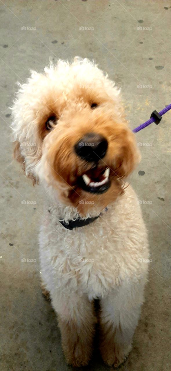 this is Stewart another flea market friend he is 2 years old and keeps a smile on his face throughout his visit!🐾🐾