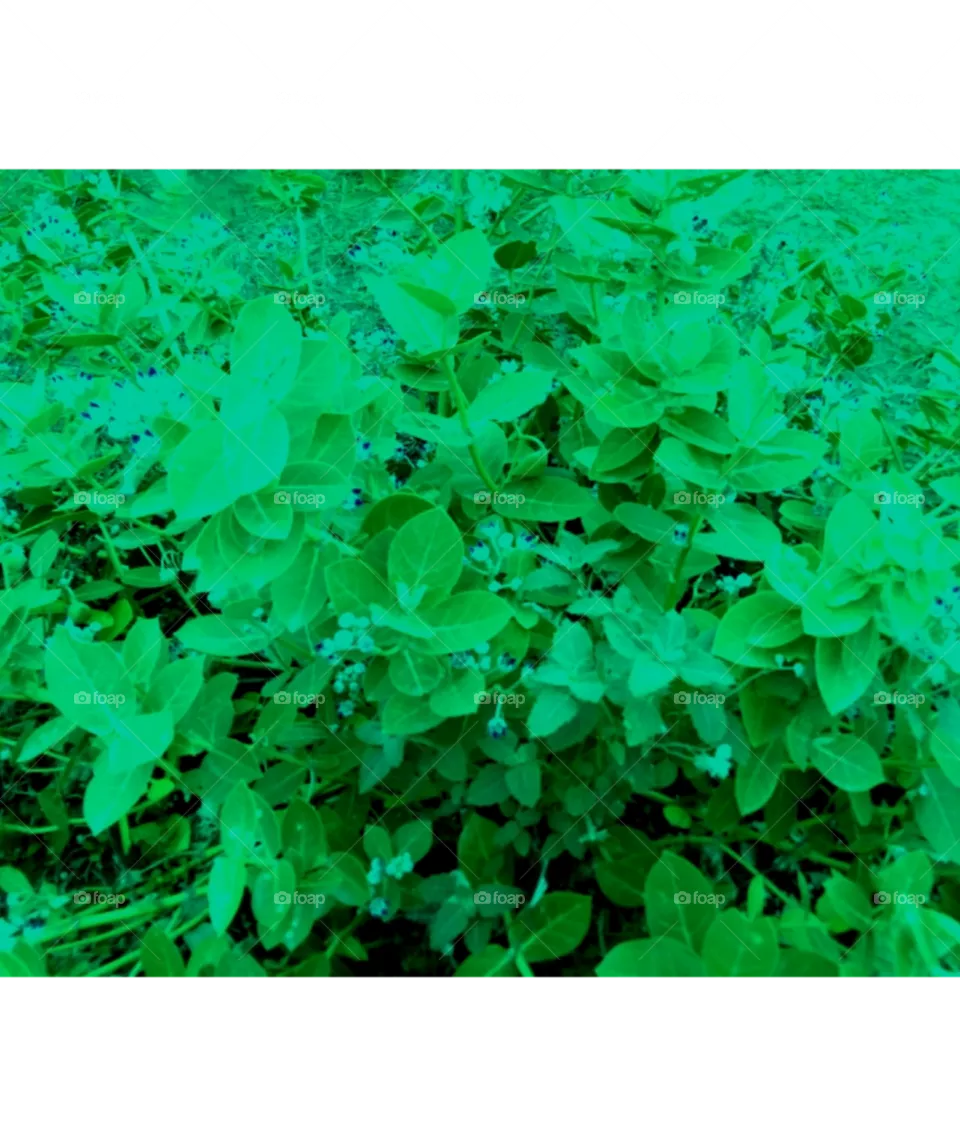green plants image