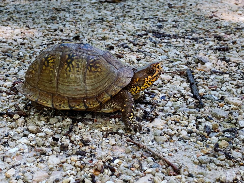 Turtle on gravel road