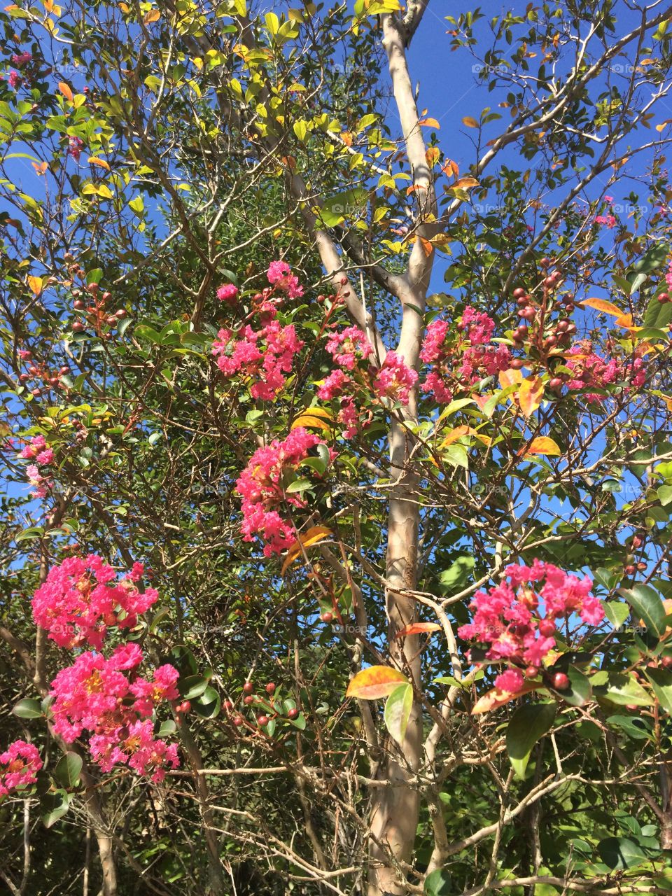 Flowers 