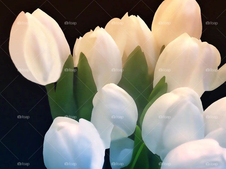 Luminous white tulips.