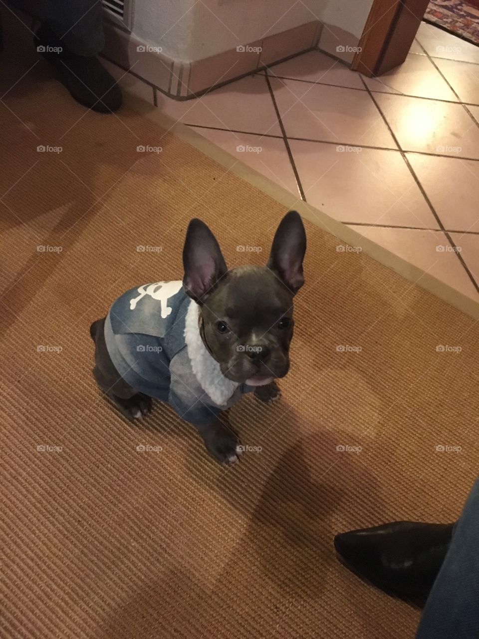 French bulldog