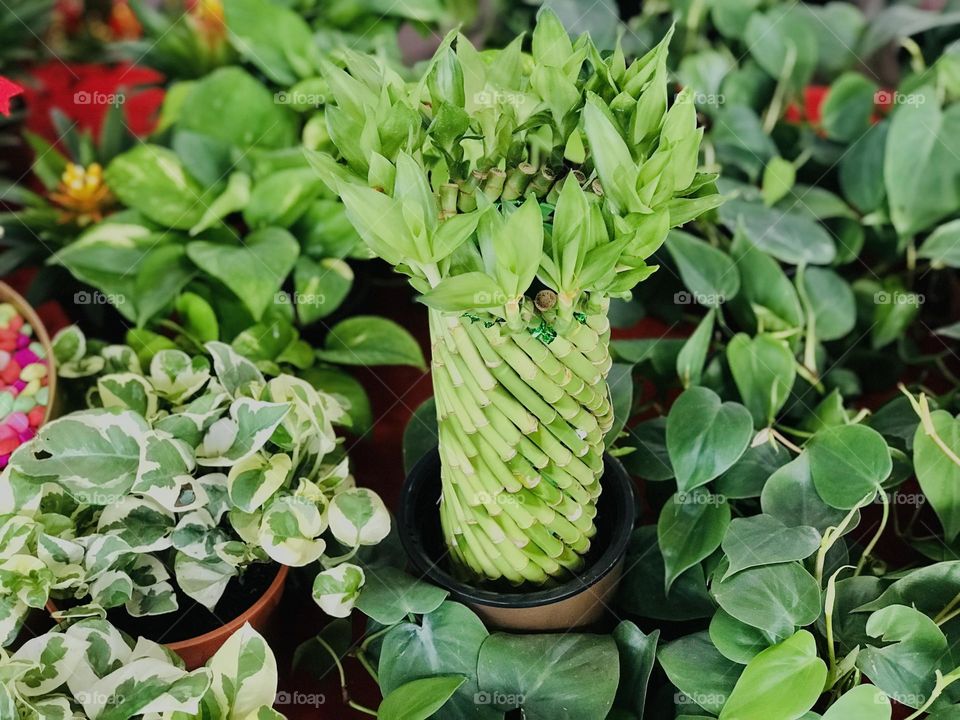 Bamboo plant with pattern of stems