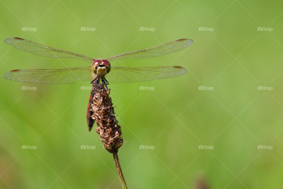 Close-up of red dragonfly