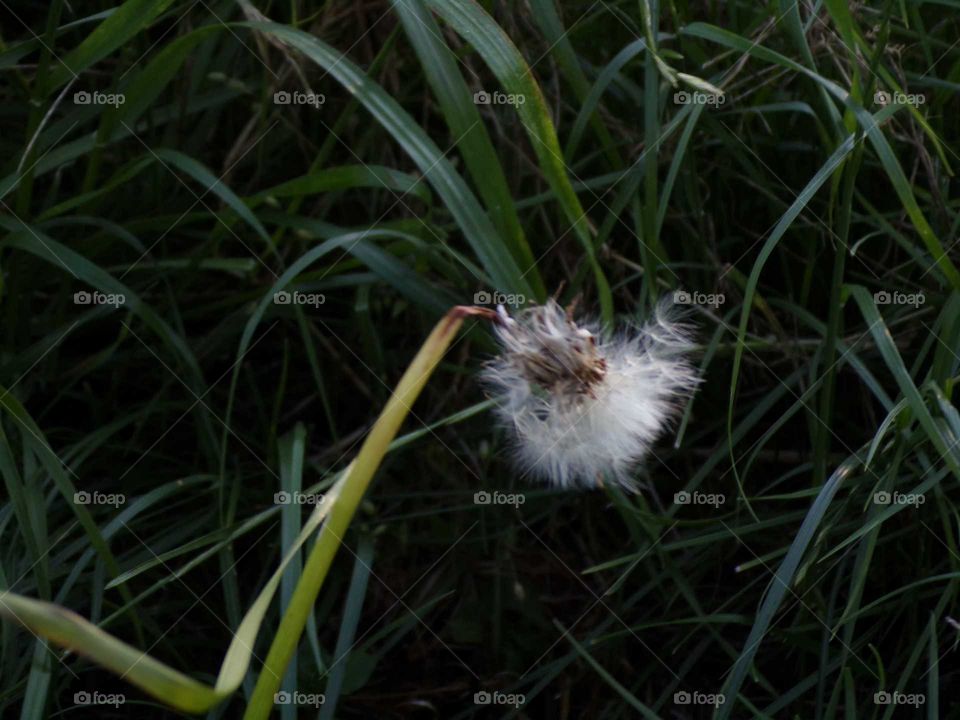 abgeknickter Löwenzahn