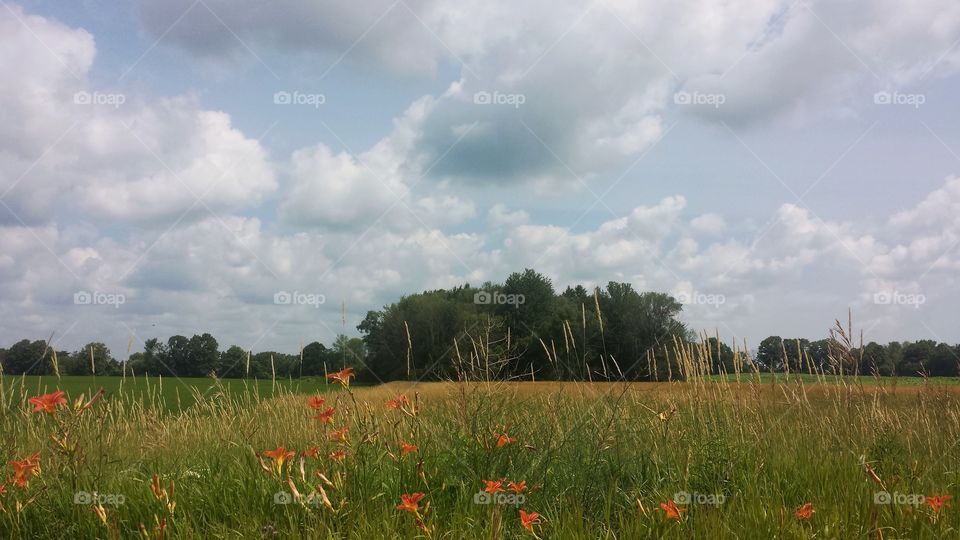 Nature. Summer Field