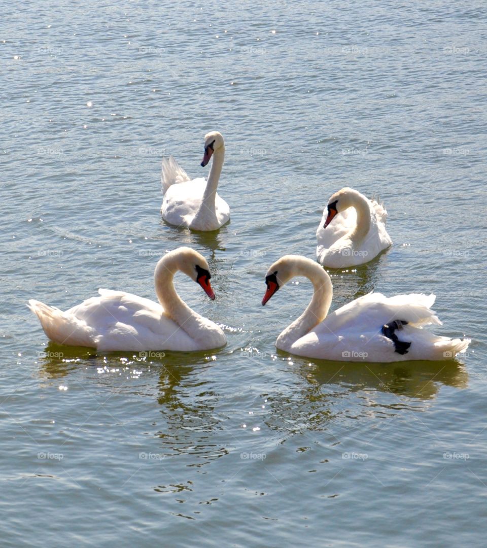 Swans swimming at sea