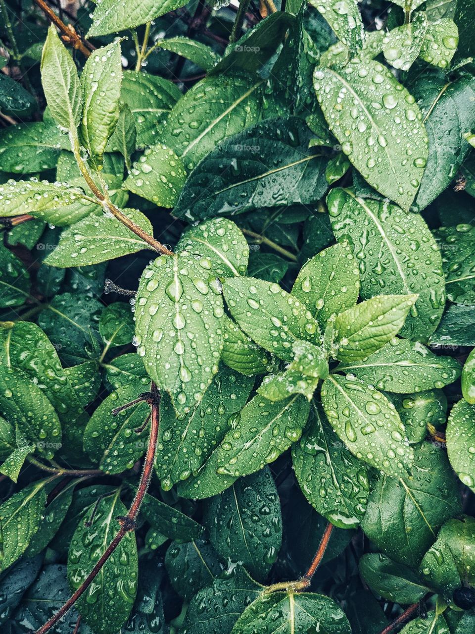 rain drops on leaves