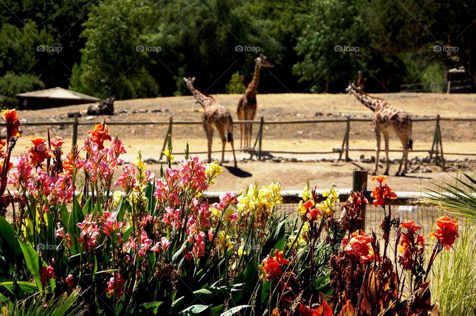 Giraffes and flowers