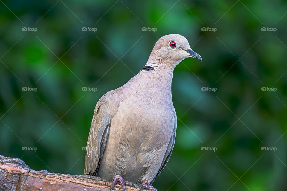 wild pigeon in the green forest of dubai