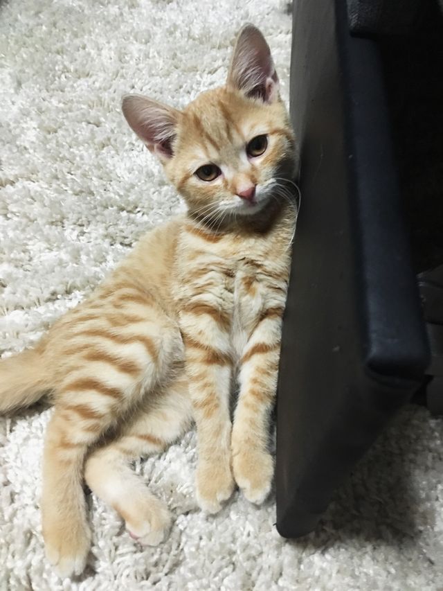 Baby cat 