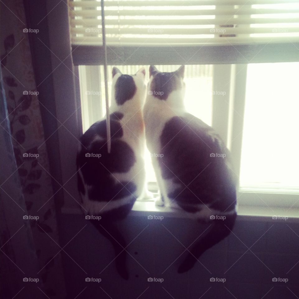 Twins in a window