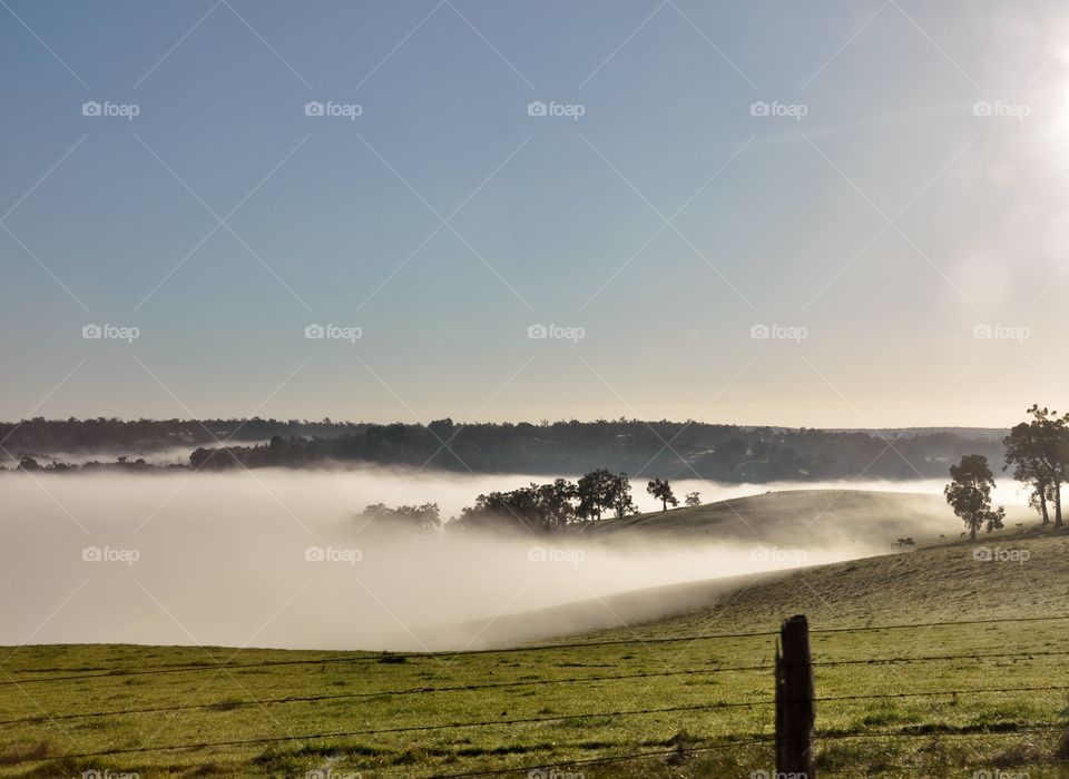 Grassy landscape during foggy weather