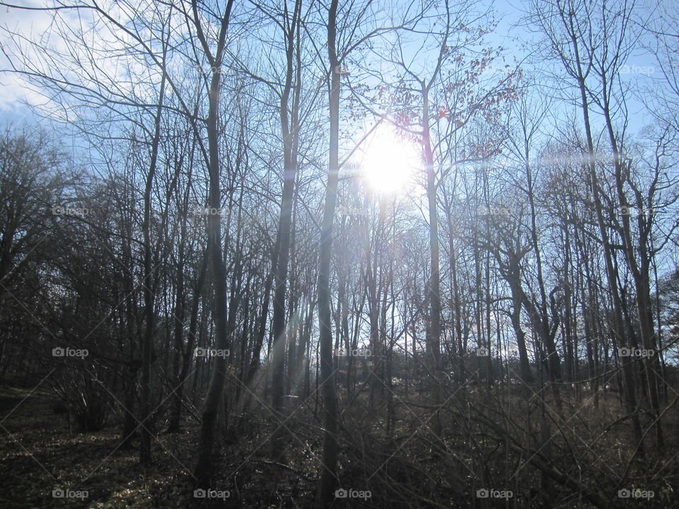 Sunlight Through Trees