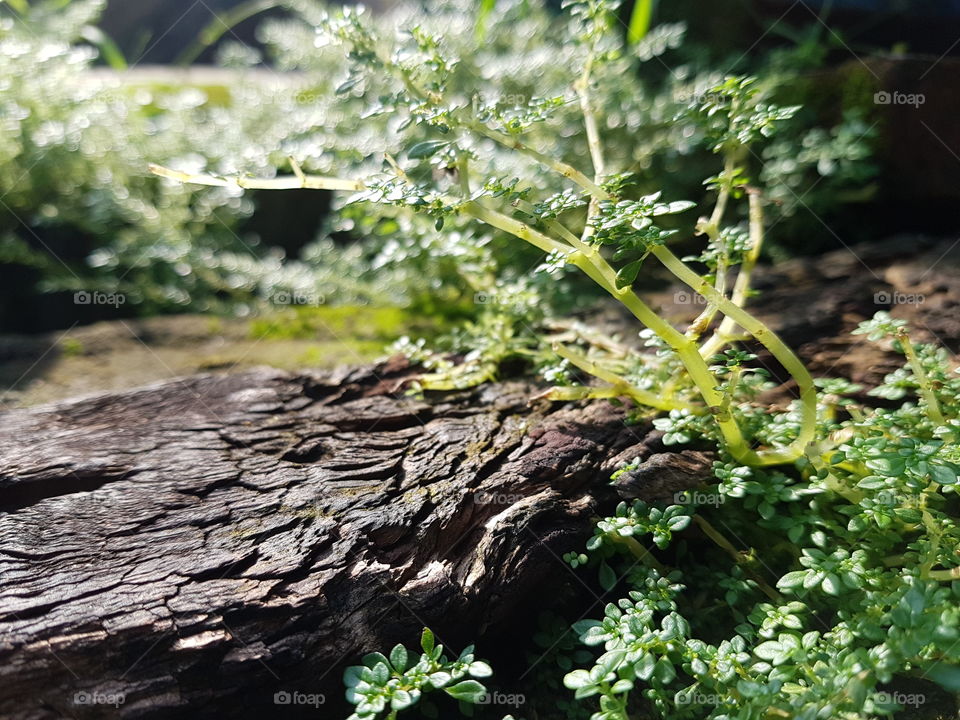 antara kehidupan dan kematian