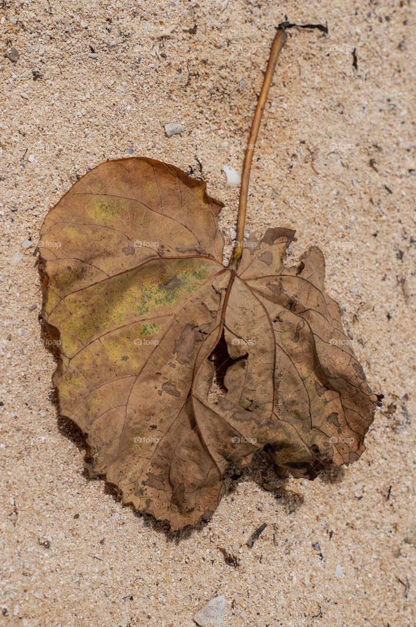 Leaf on Beach, Tamuning, Guam