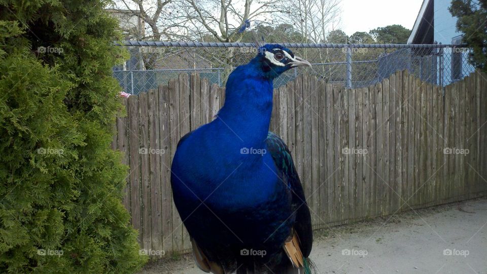 peacock
