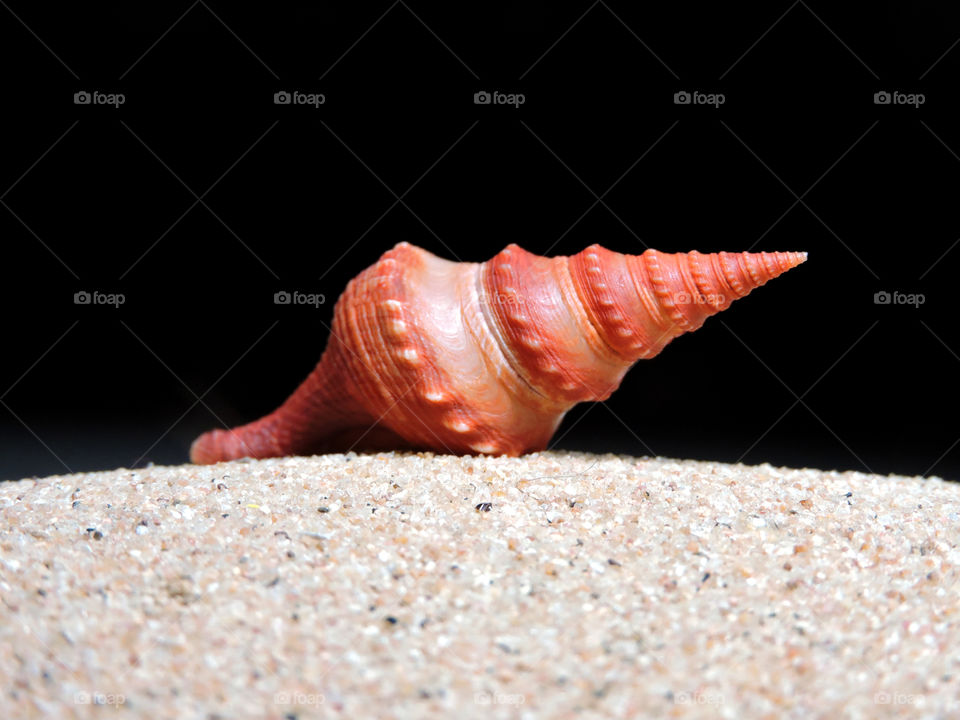 Close-up of conch shell on sand