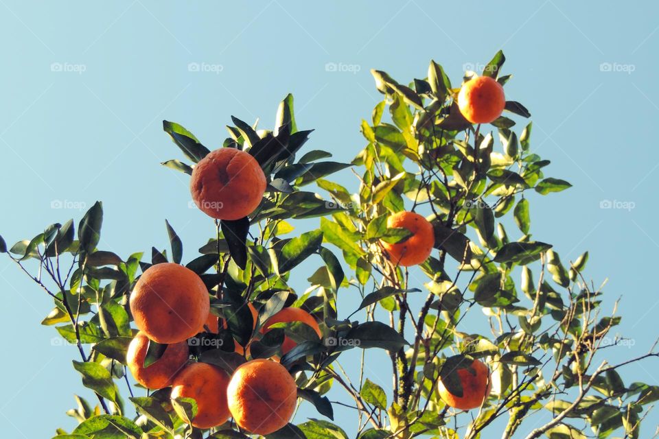 Tangerinas suculentas