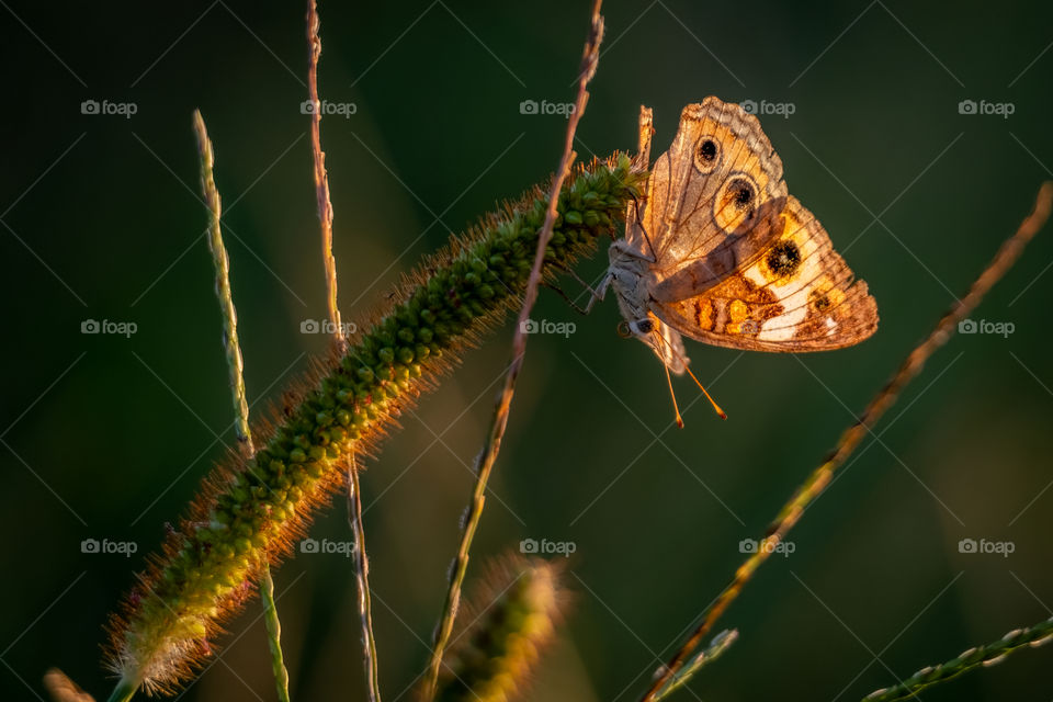 Watch the sun go down from your own perspective. Common Buckeye (Junonia coenia). Raleigh, North Carolina. 