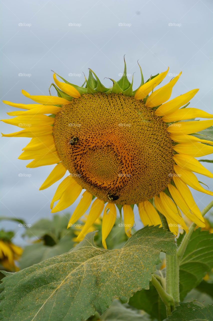 Sunflower