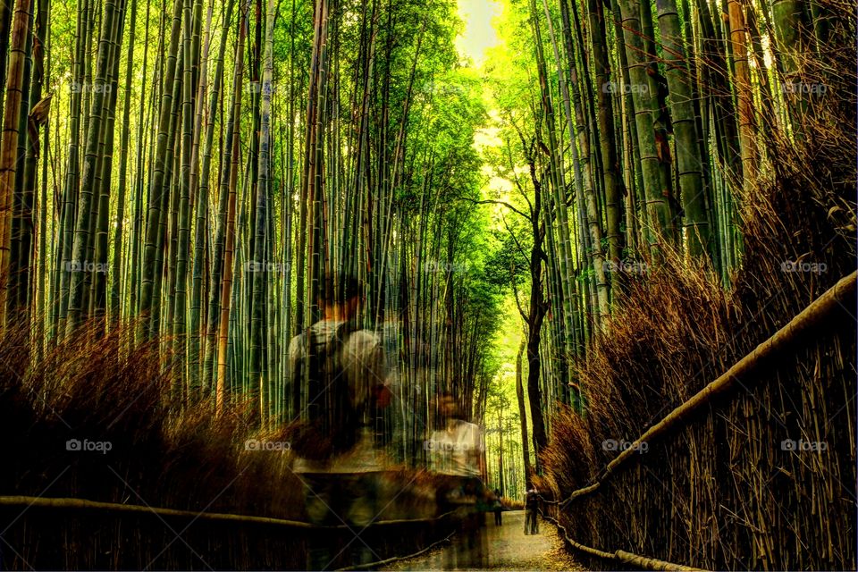 Bamboo forest in Kyoto - Japan